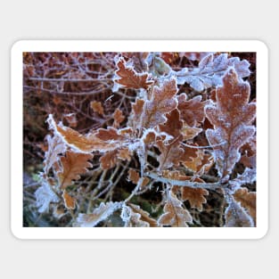 Oak leaves in frost Sticker
